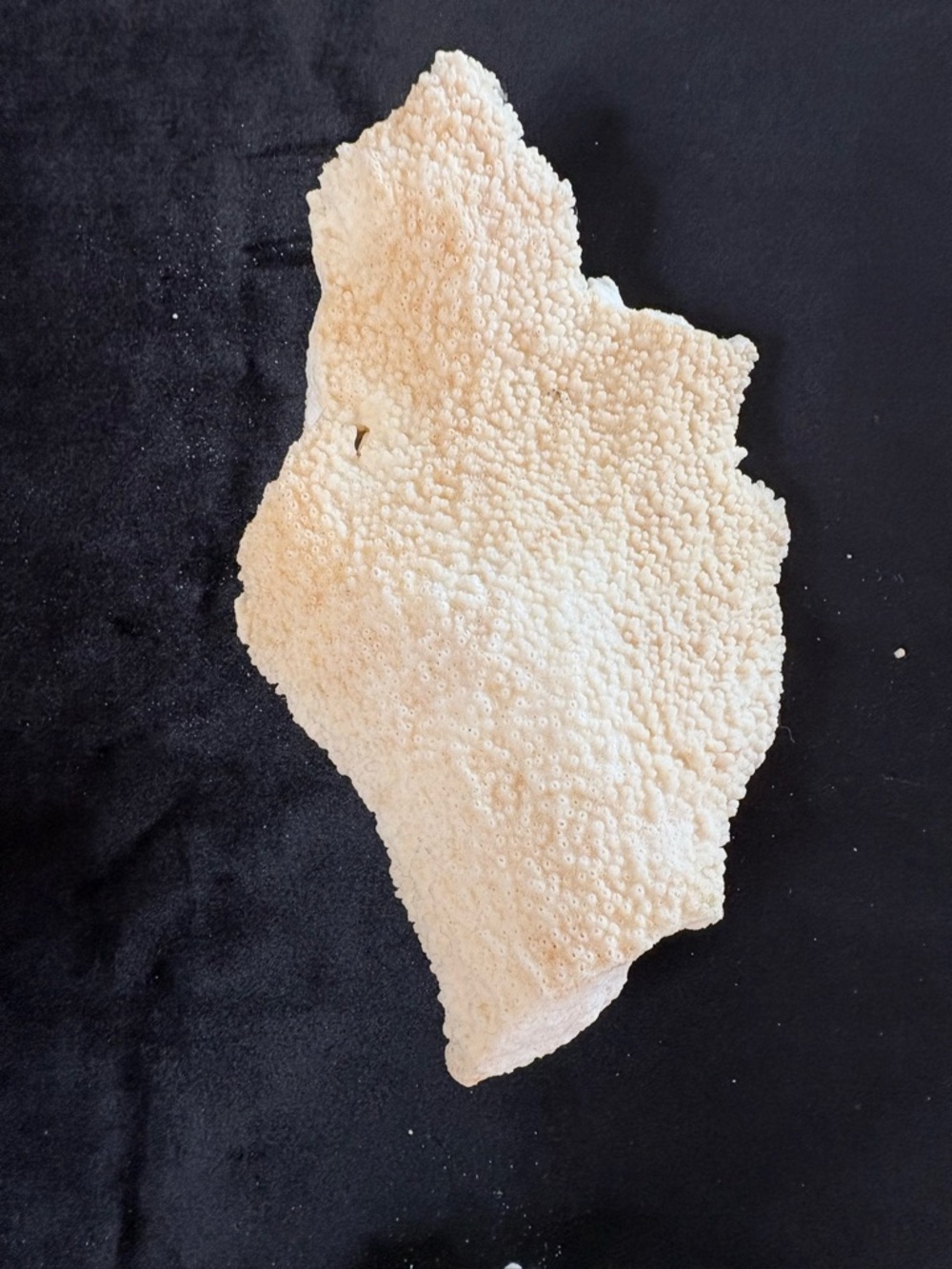 Collectible Natural Starfish and Coral Display - Golden and Cream - Picture 5 of 12